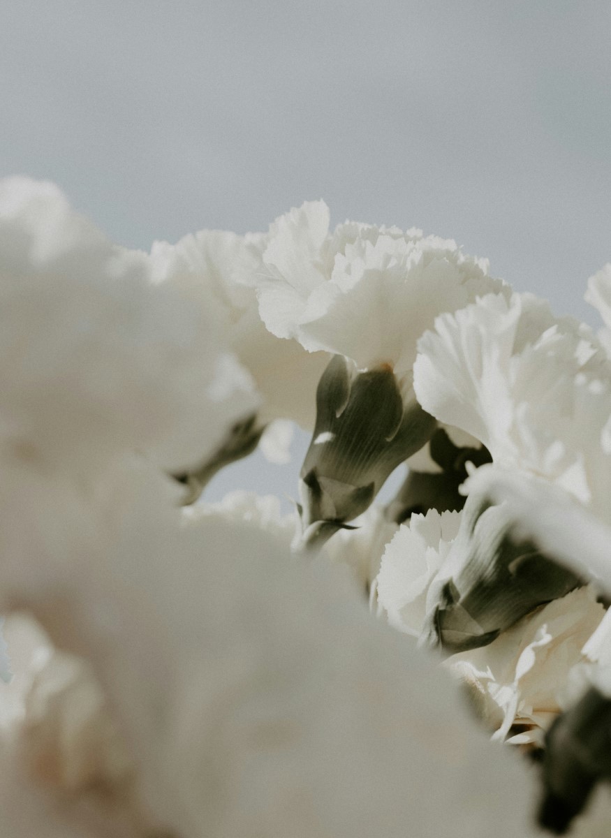 Close-up of delicate white carnations with green stems against a pale gray background.