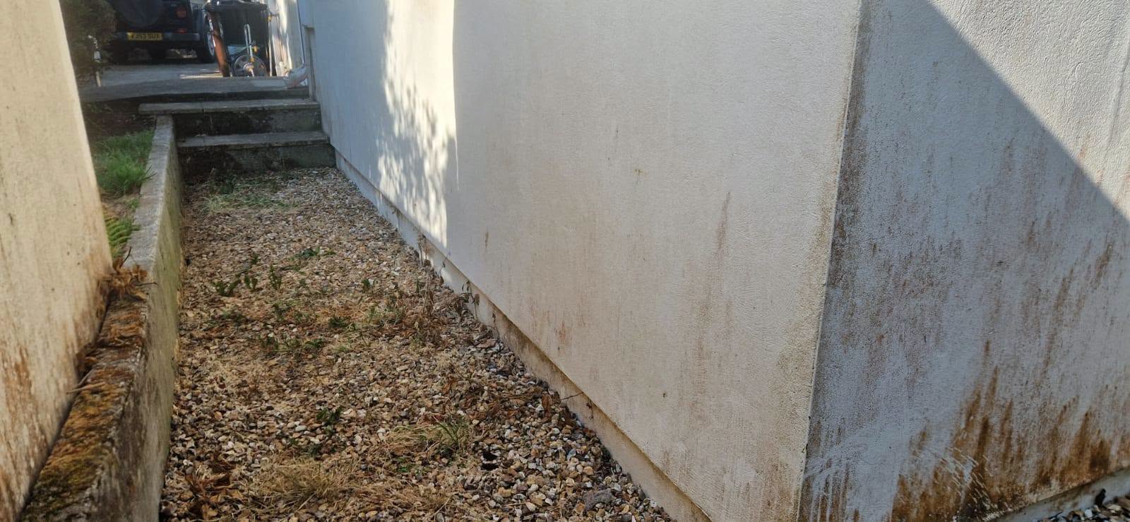 May be an image of grass
