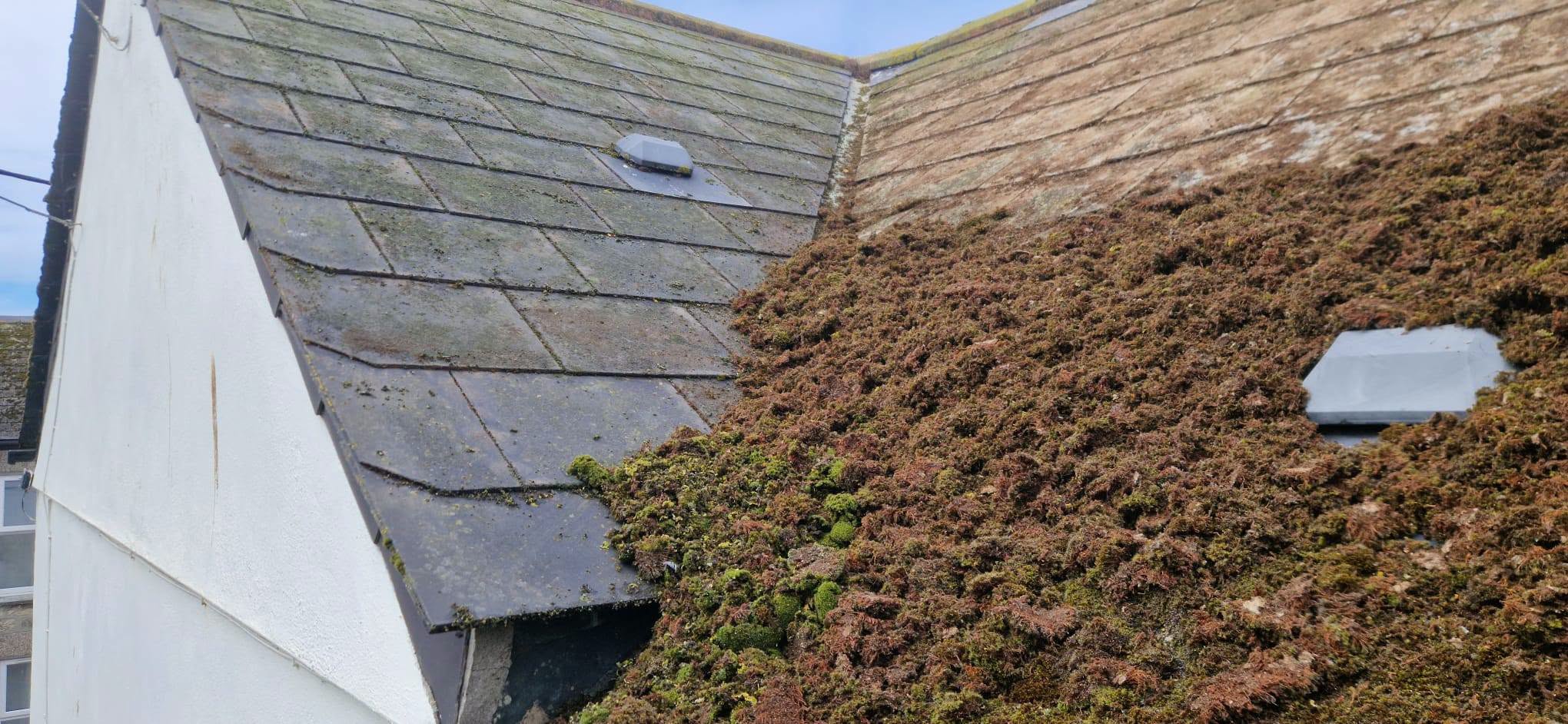 May be an image of ivy