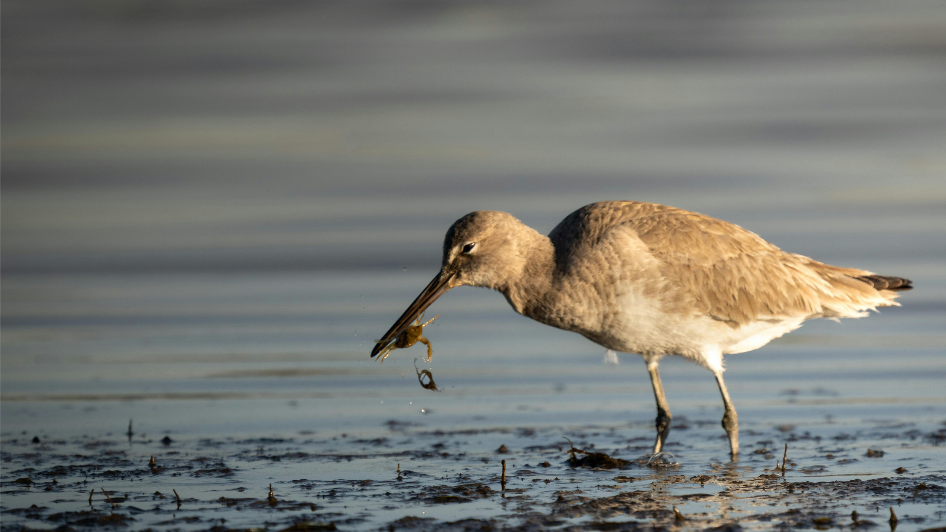 Bird Foraging Strategies and Predator Avoidance Tactics