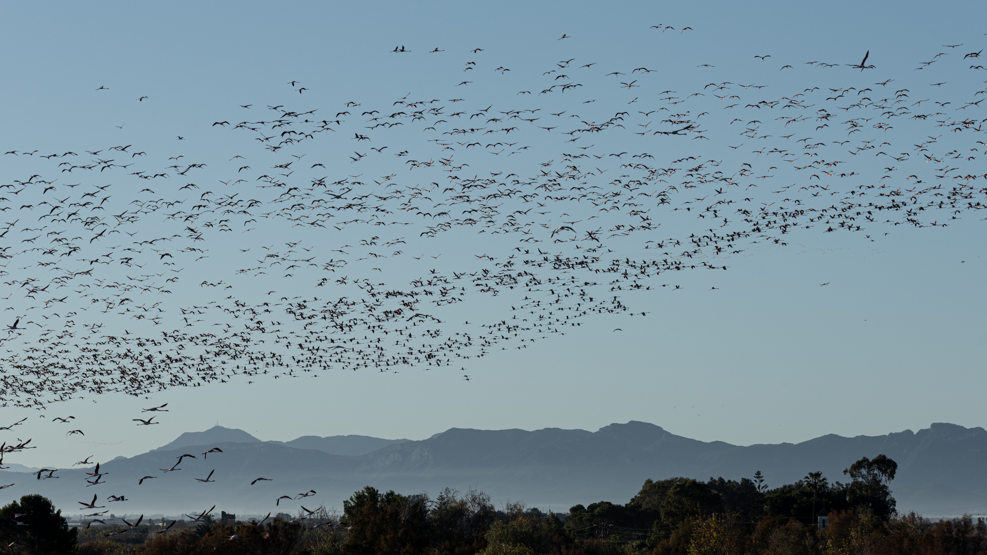 Bird Migration Flyways Explained: North America's 4 Major Routes