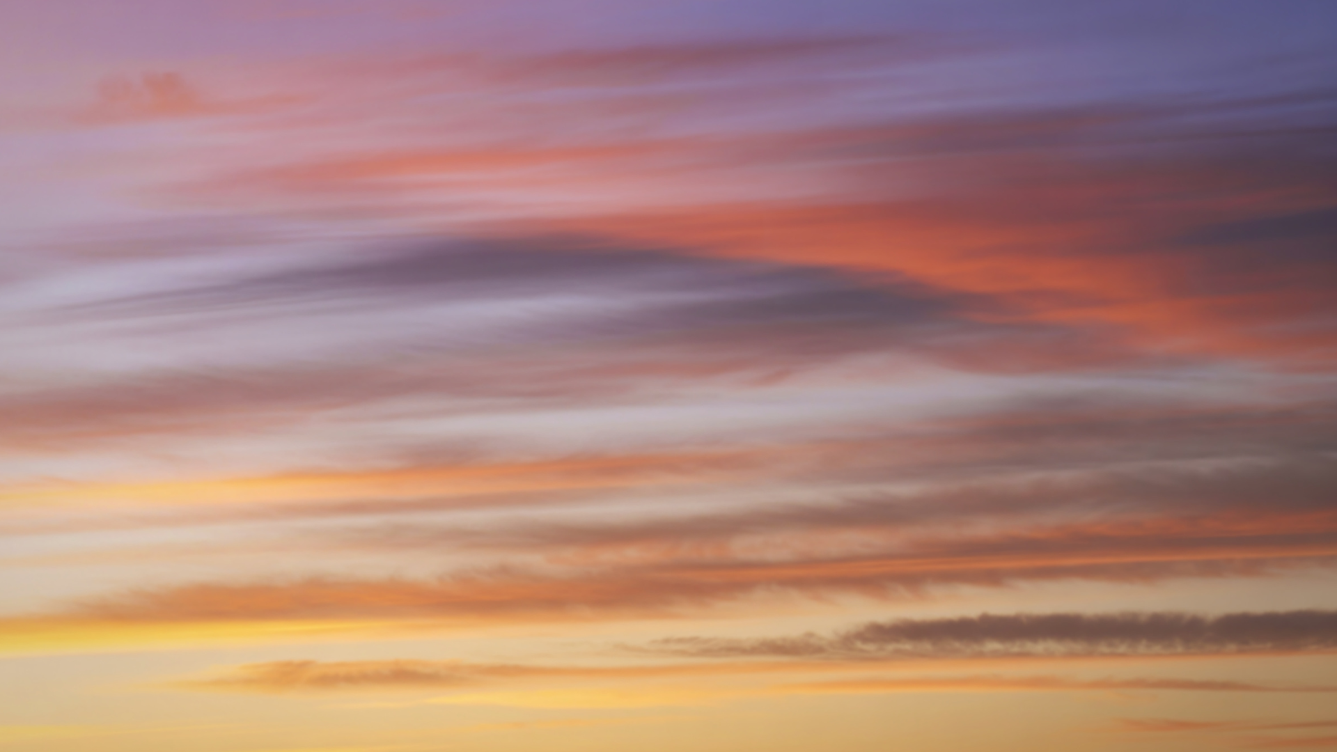 Dawn Chorus Listening Guide: How to Experience and Identify Morning Birdsong