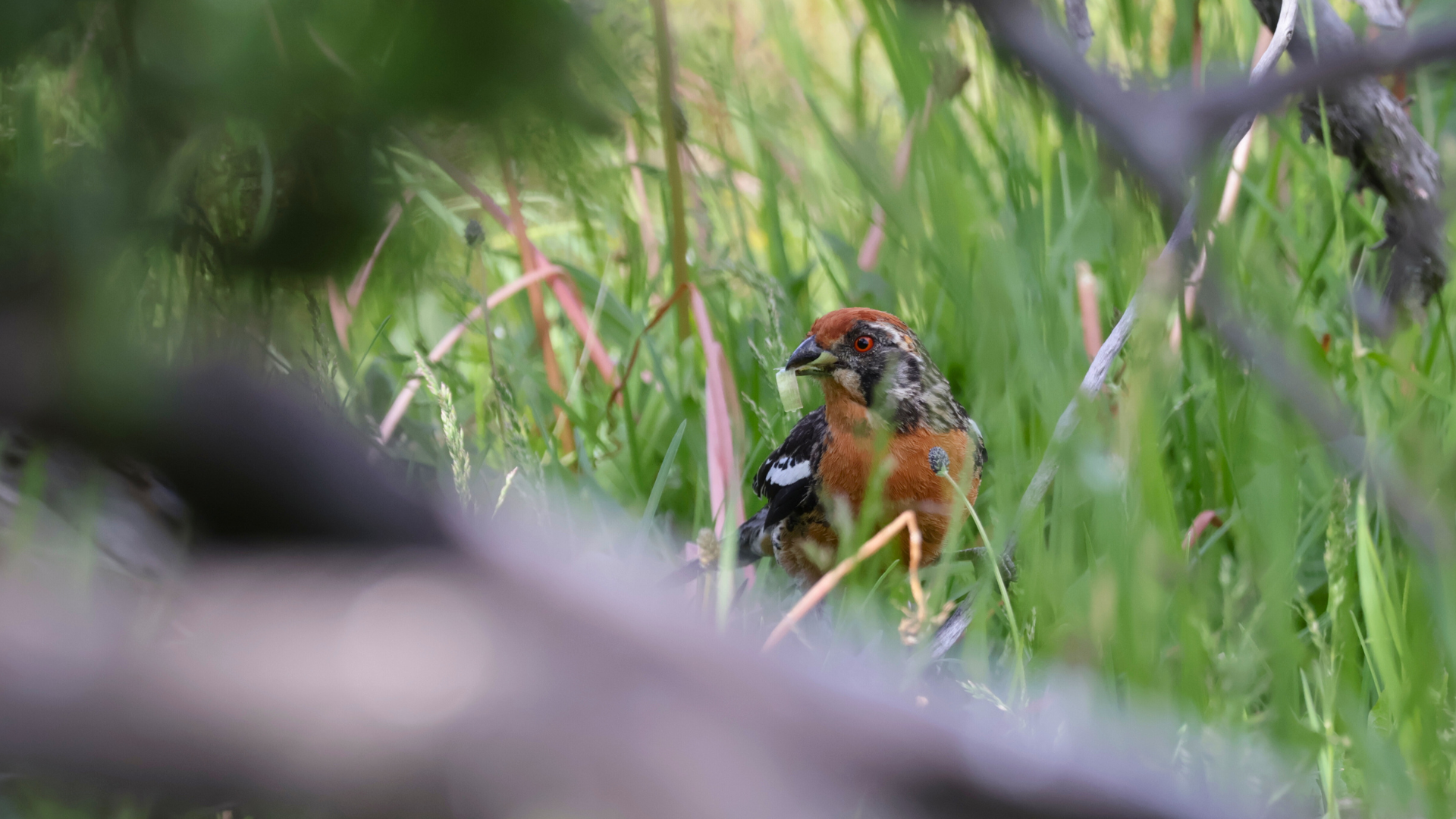 Torres del Paine Birding Guide: The Complete Self-Drive Zone by Zone Breakdown