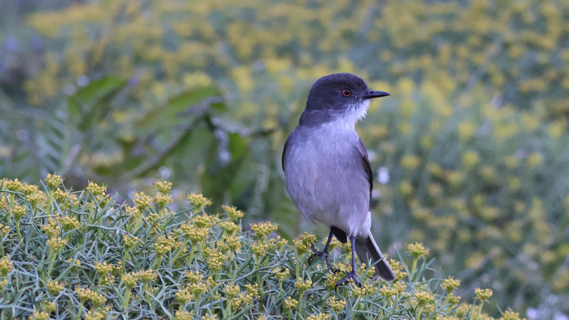 The Best Field Guides for Birding in Patagonia (Plus the Digital Tools That Actually Work)
