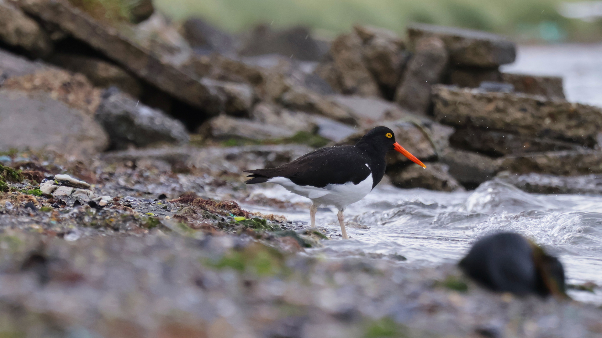 Peninsula Valdés Birding Guide: The Complete Zone by Zone Breakdown