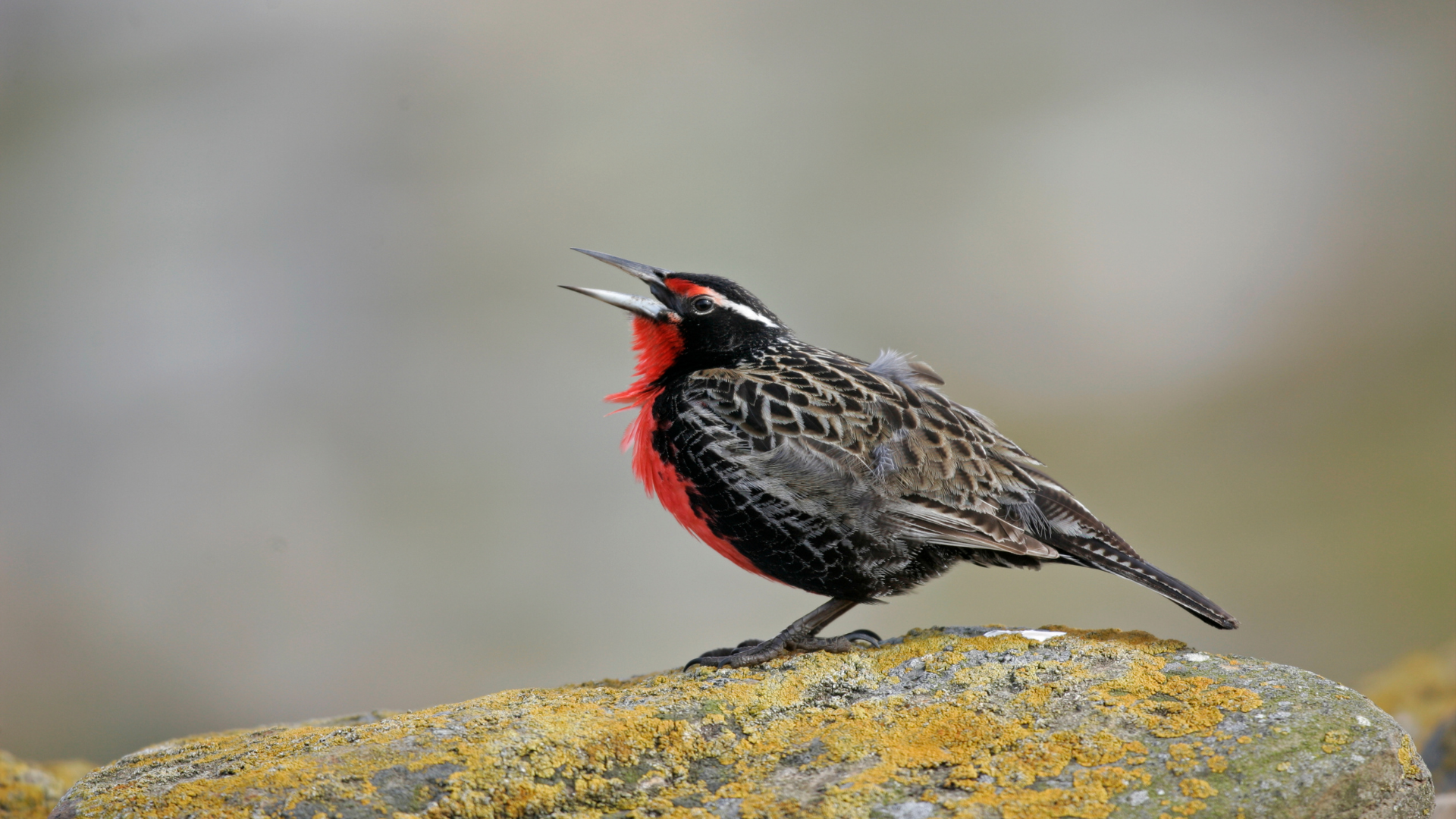 The 20 Best Birds to See in Patagonia (And Exactly Where to Find Each One)