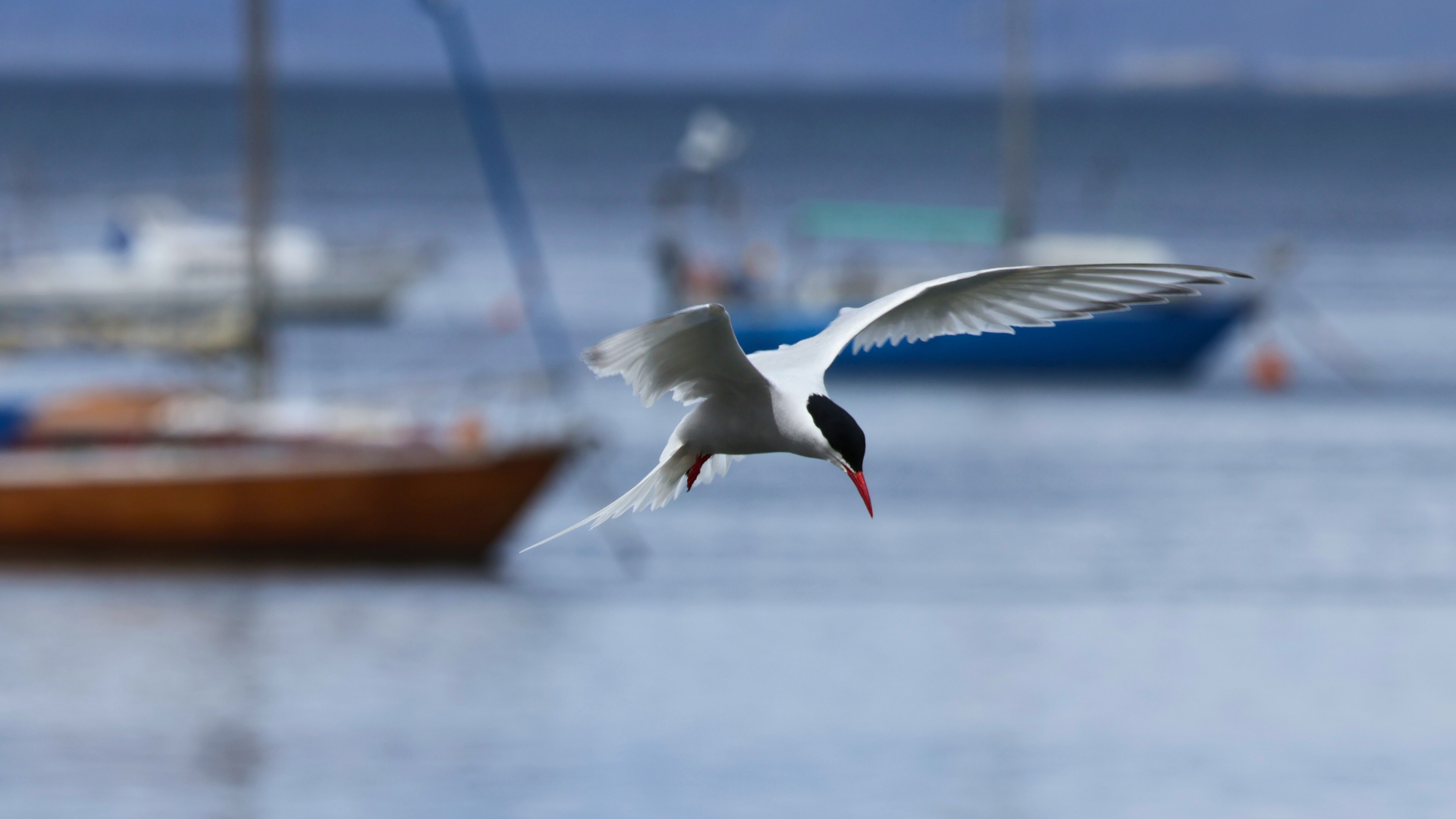 Birding Ushuaia: The Complete Guide to the World's Most Southerly Birding City