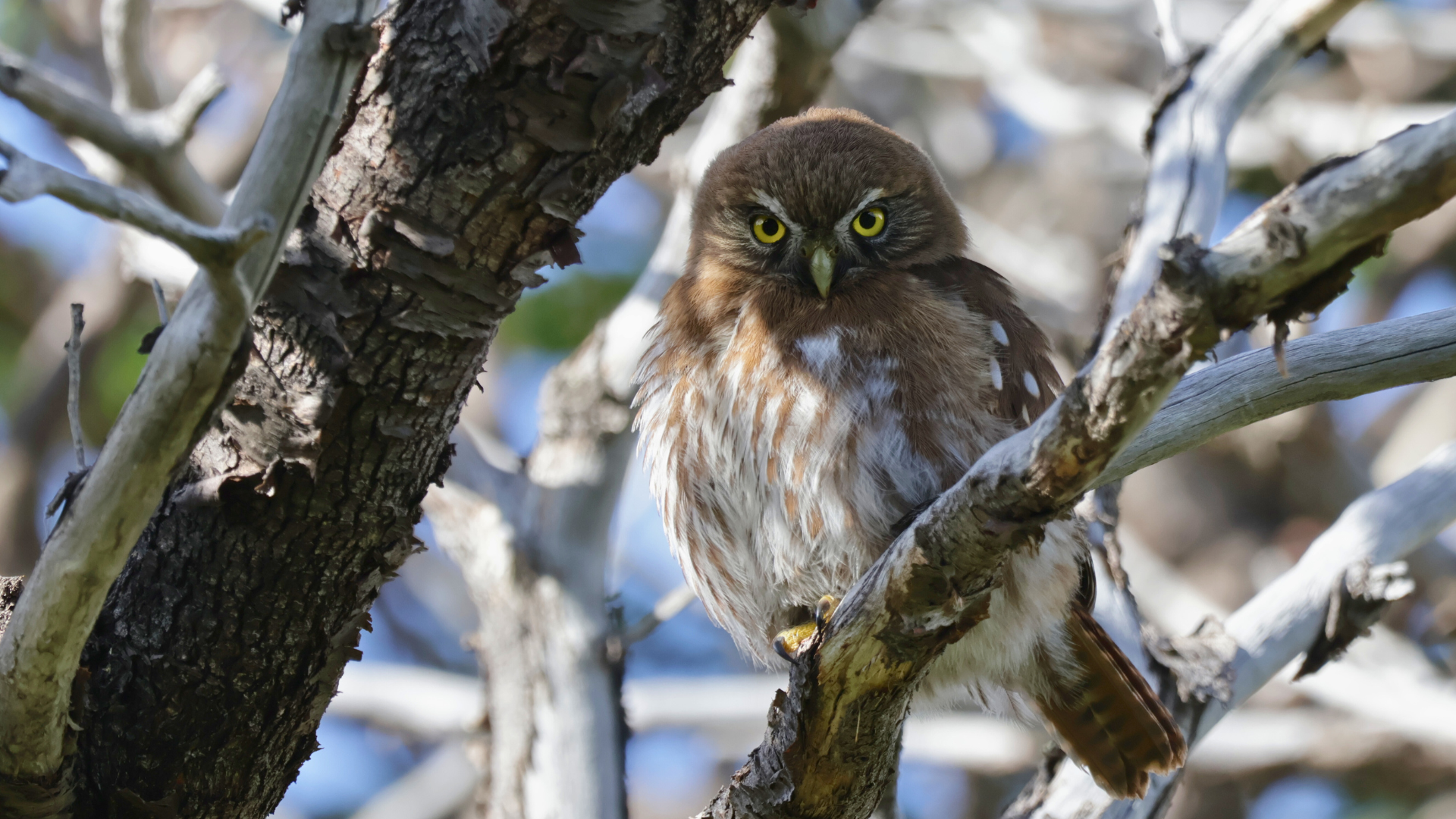 Birding El Chaltén: Condors, Forest Birds, and the Gift of Paying Attention