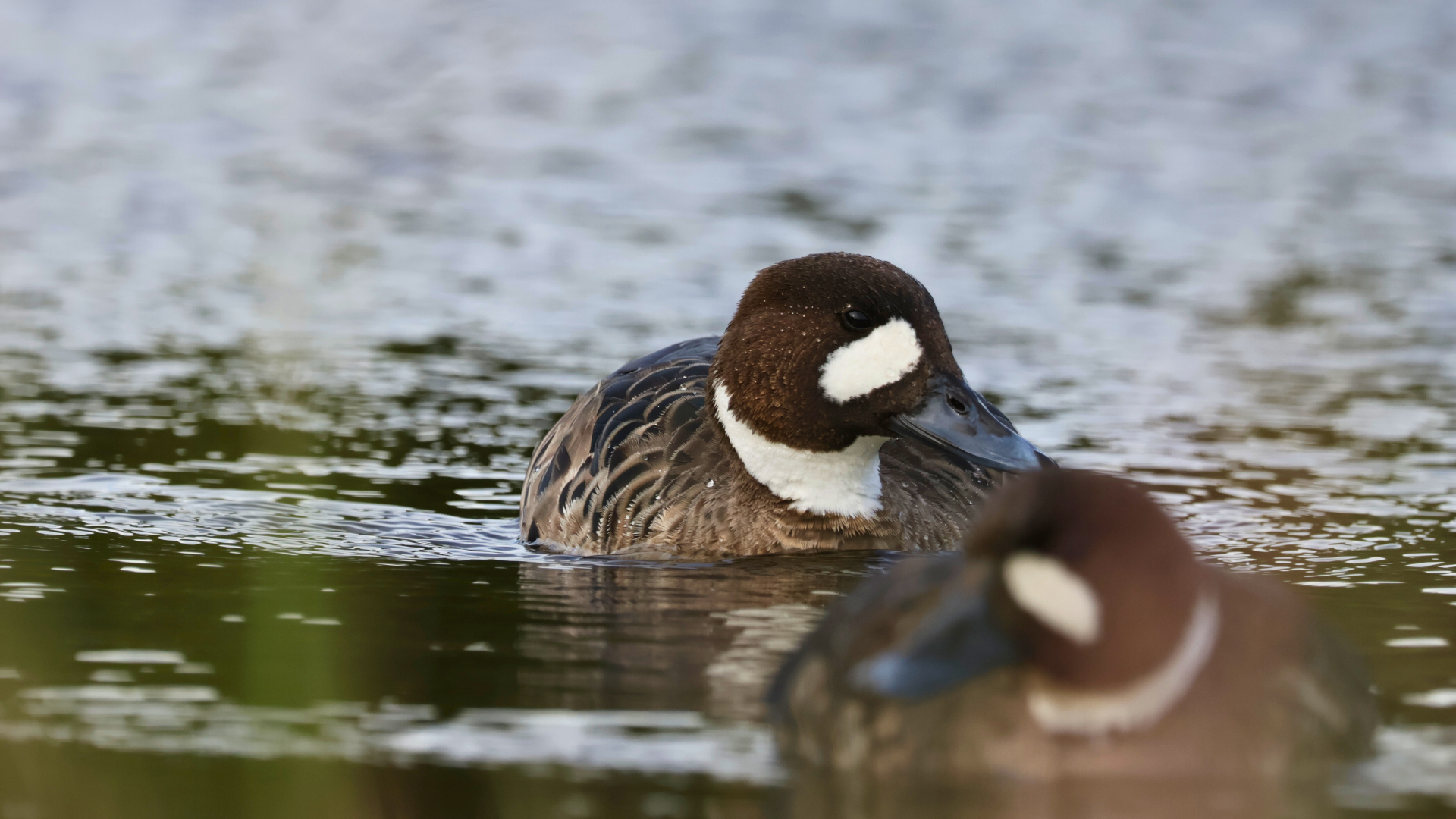 Patagonia Birding on a Budget: How to See the Best Birds Without Breaking the Bank