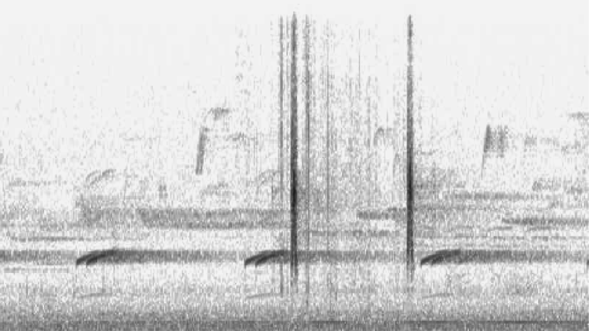 Nocturnal Migration: How to Hear Birds Flying Over at Night