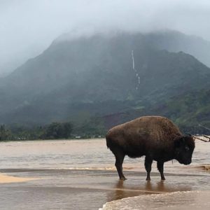 Buffalo roaming in Kauai.