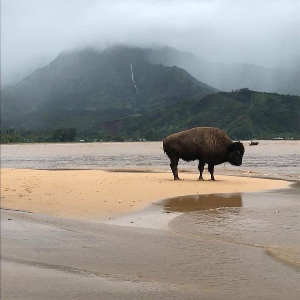 Buffalo roaming after the flood in Kauai.