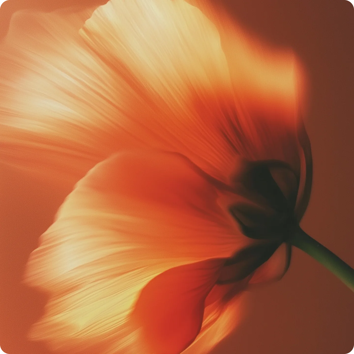 Close-up of the underside of an orange flower petal with light highlighting its texture.