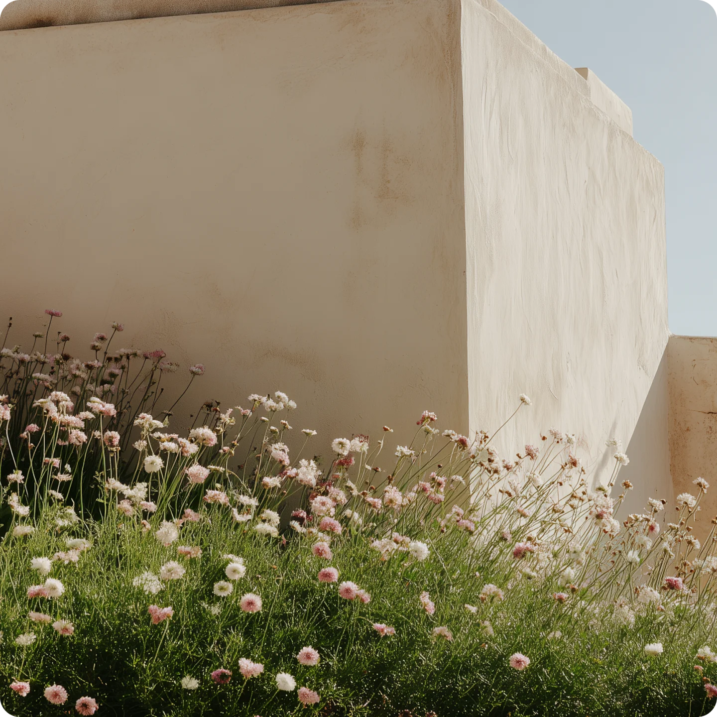 Cluster of pink and white wildflowers growing in front of a beige stucco building under a clear sky.
