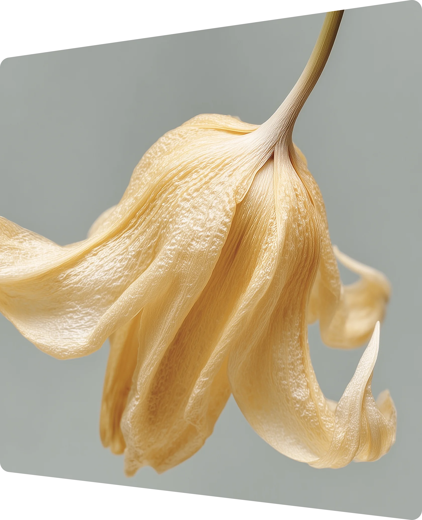 Close-up of a dried, curled beige flower petal against a soft gray background.