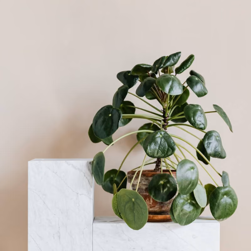Potted pilea peperomioides plant with round green leaves on a white marble stepped stand.