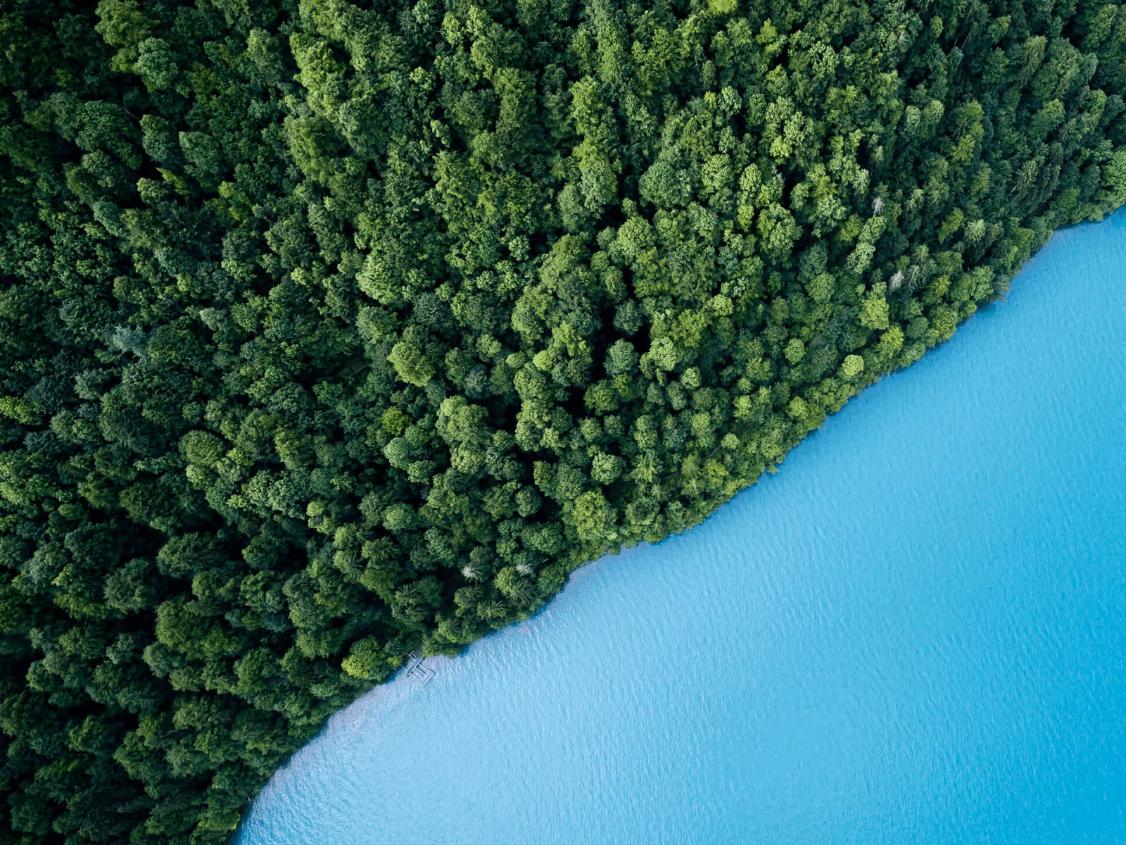 Aerial view of dense green forest bordering a calm turquoise lake.
