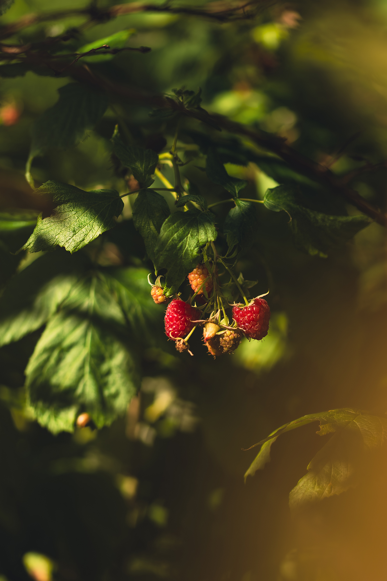 Klaster malin dojrzewających na gałęzi w otoczeniu zielonych liści w naturalnym świetle.