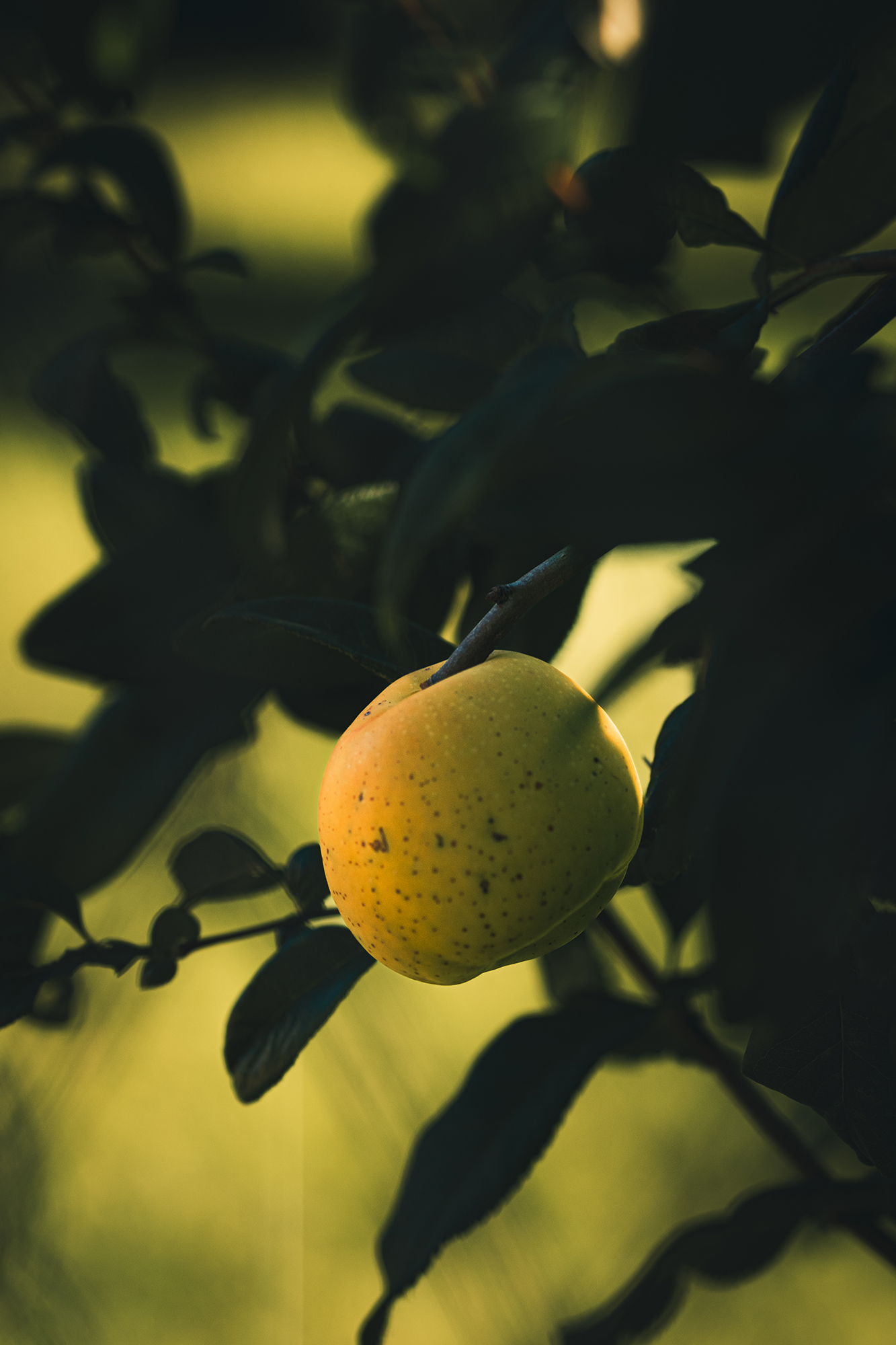 Żółta pigwa z ciemnymi plamkami na gałęzi drzewa z zielonymi liśćmi.