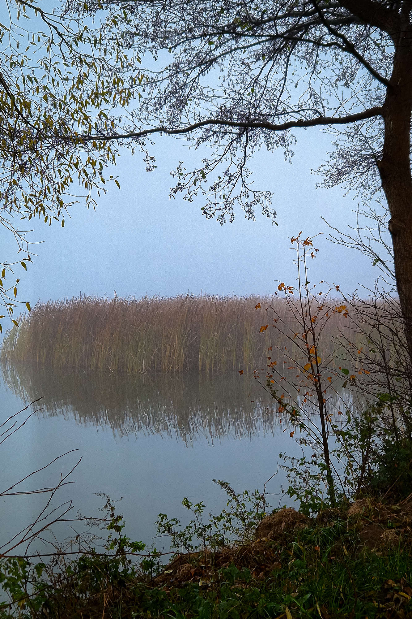 Mglista scena jeziora z trzcinami odbijającymi się w spokojnej wodzie, otoczone gałęziami drzew z jesiennymi liśćmi.