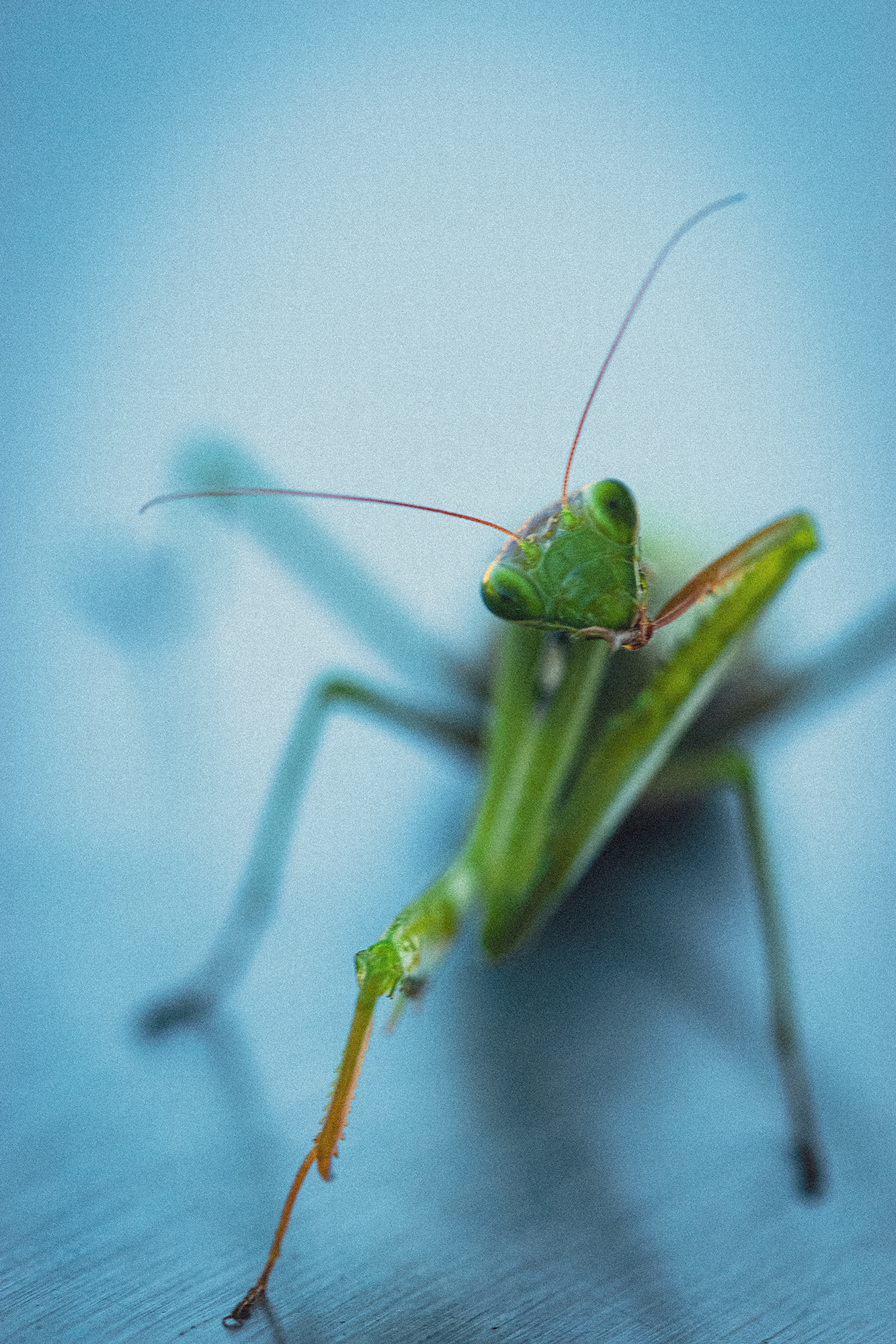 Zbliżenie modliszki z zielonym ciałem na jasnoniebieskim tle.