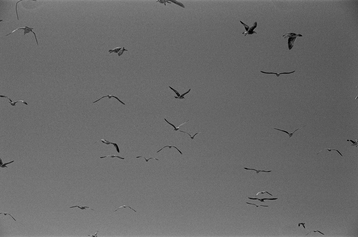 Black-and-white photo of multiple birds flying across a clear sky.