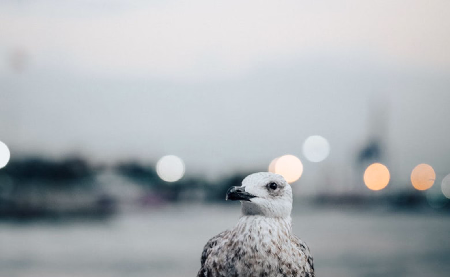 Exploring the Top 5 Online Learning Platforms for Educators