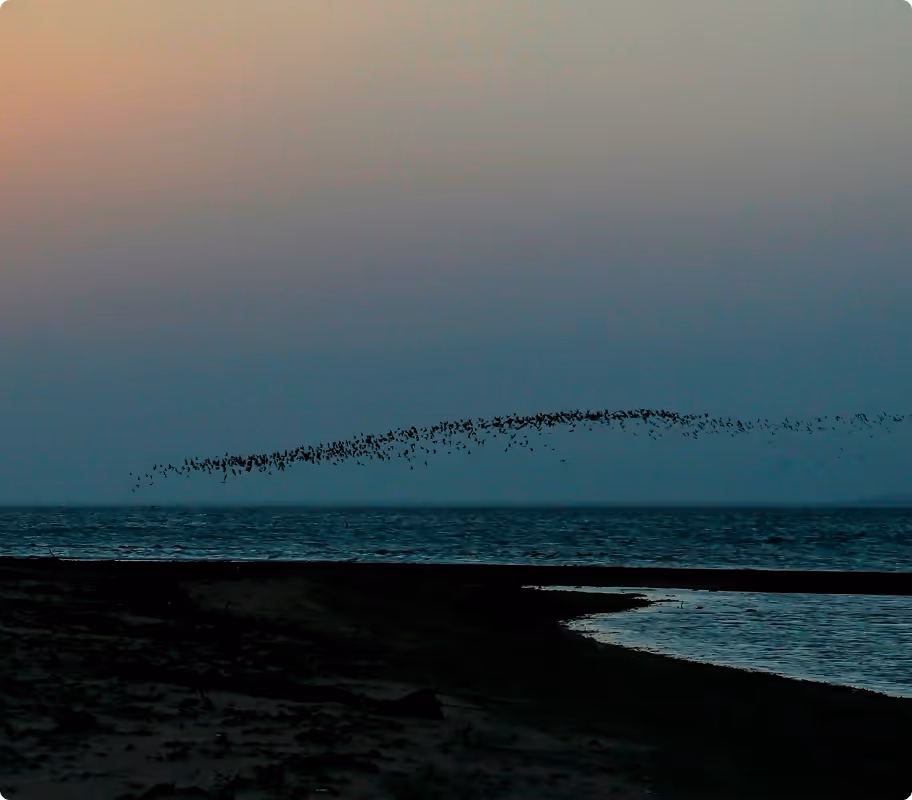 Flock of birds flying in a curved formation over the ocean at dusk with a dark shoreline in the foreground.