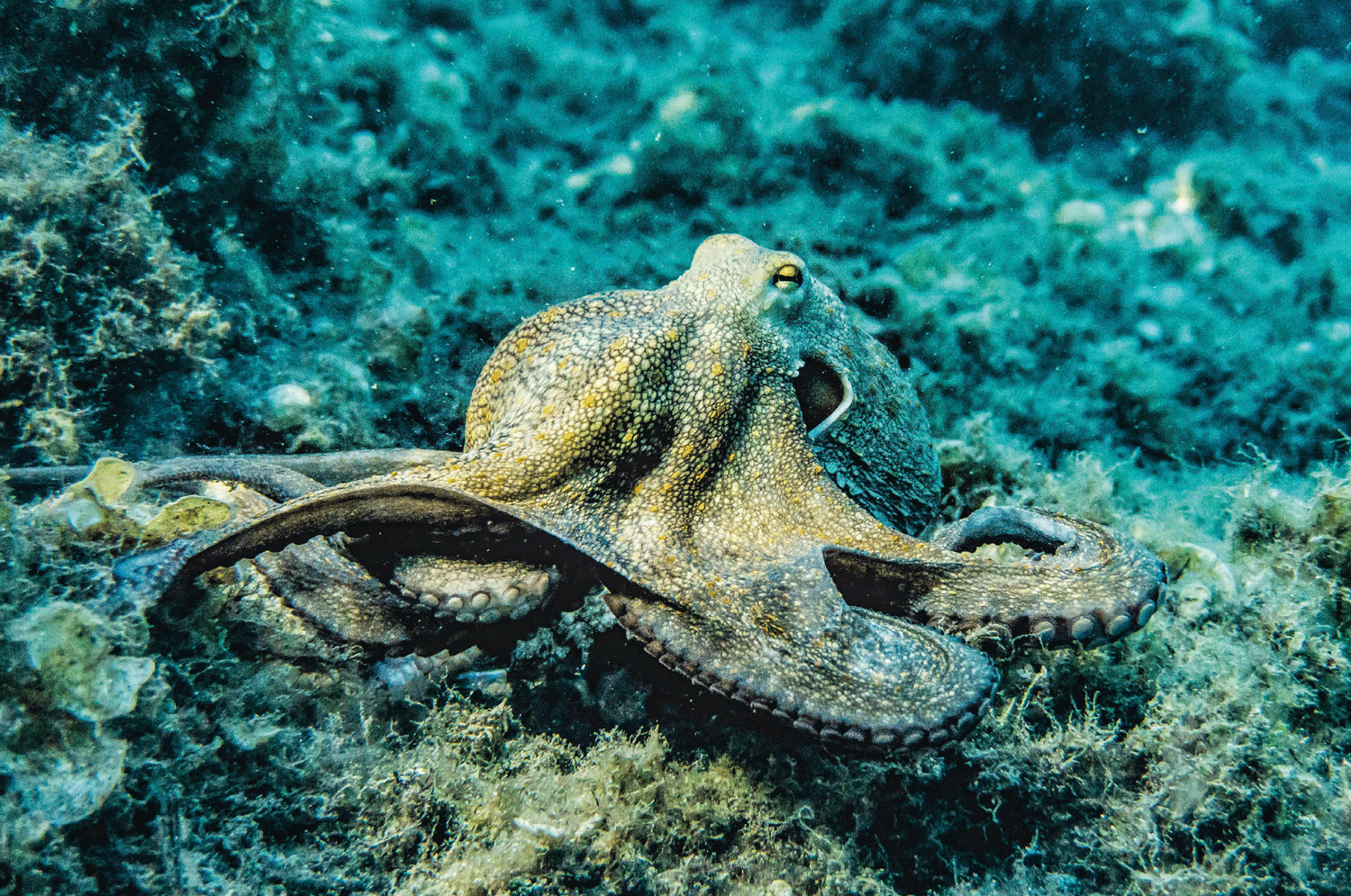Octopus resting on a rocky seabed with blue-green aquatic vegetation.