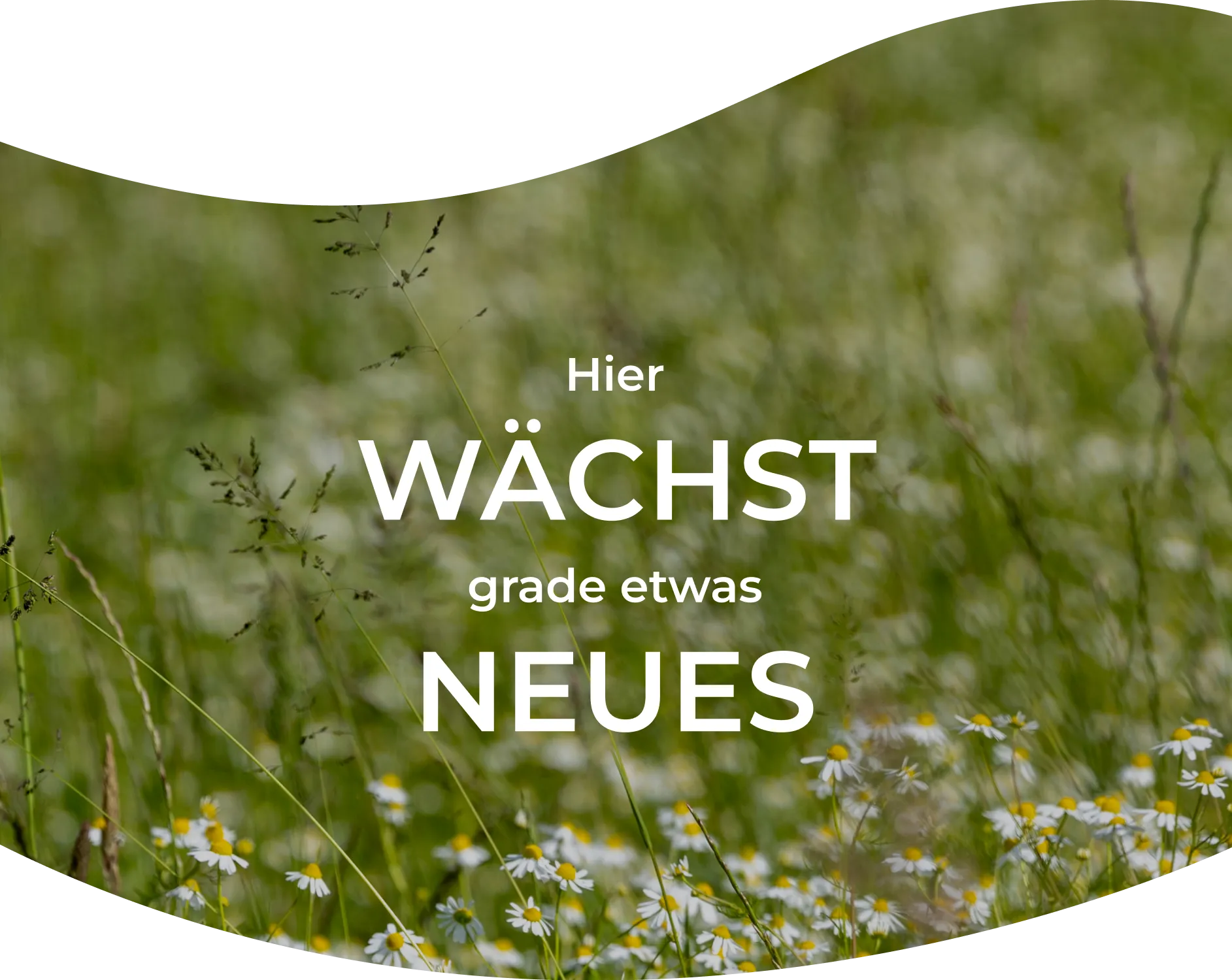 Blühende Wiese mit dem Text "Hier wächst grade etwas Neues"