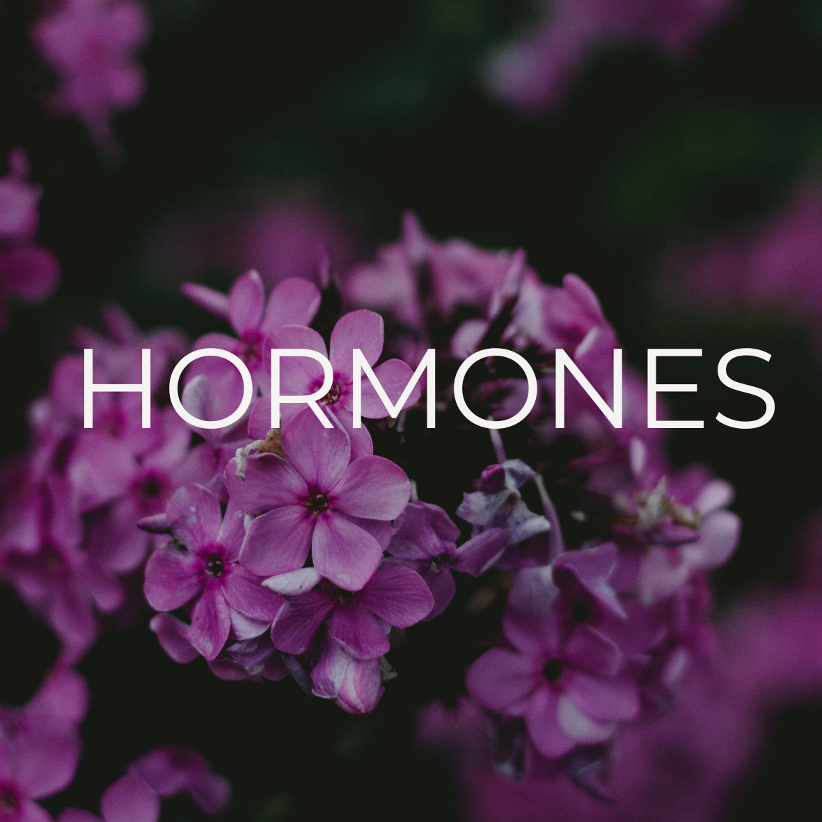 Close-up of purple flowers with the word HORMONES overlayed in white text.