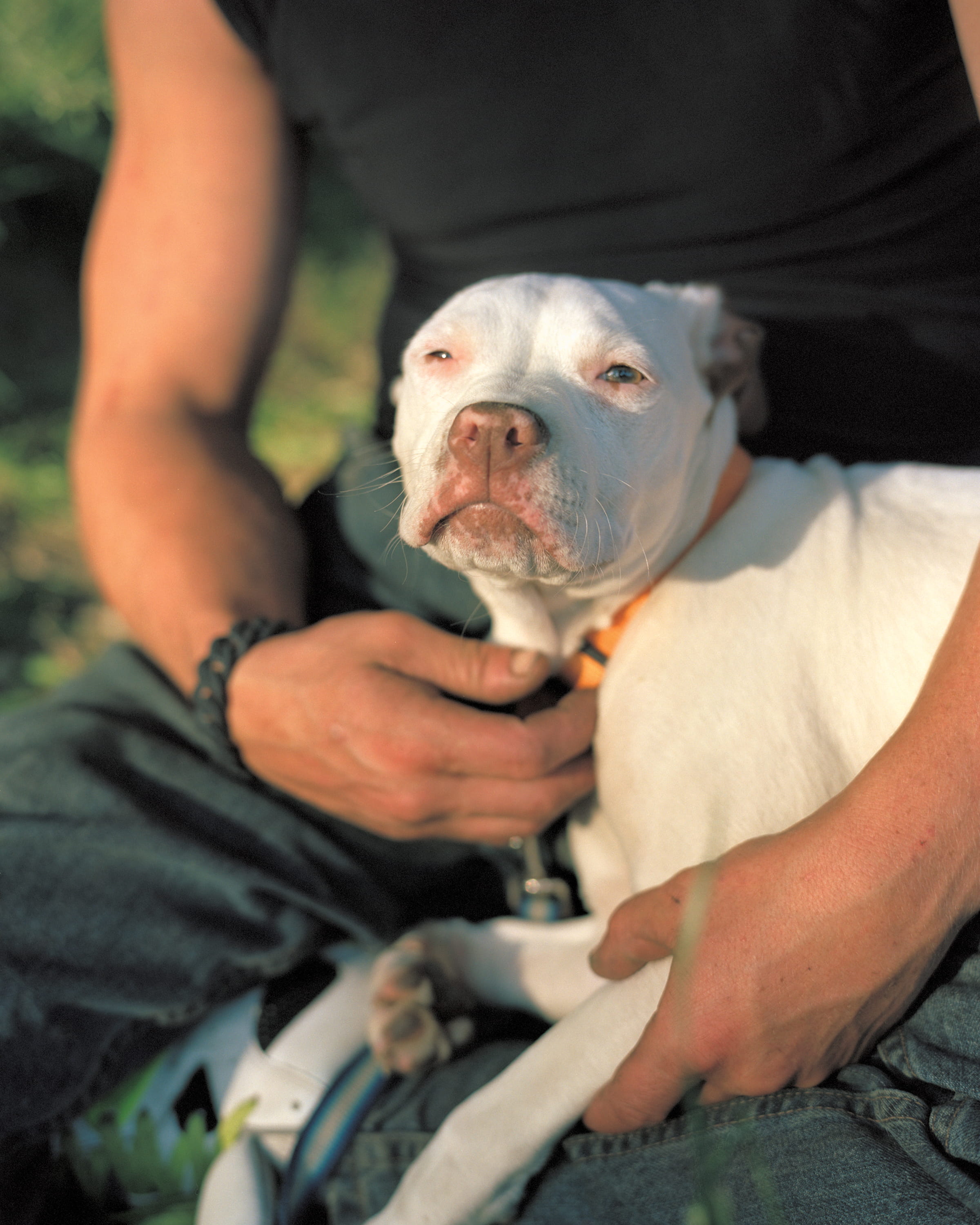 A white pit bull held in someone's lap in evening light