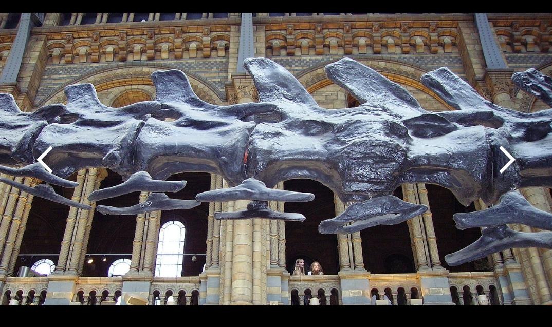 A picture containing reptile, table, covered, displayDescription automatically generated