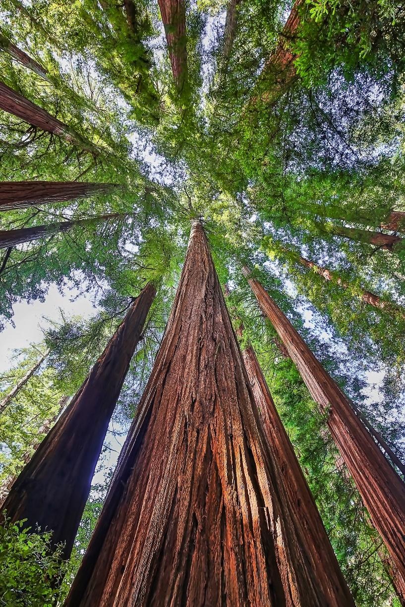 Low-angle view of redwood trees