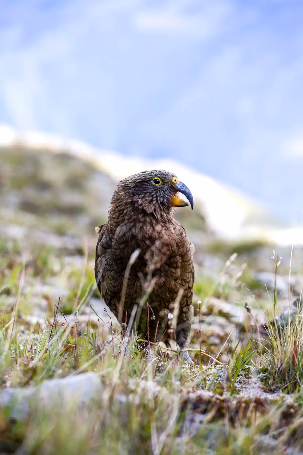 Encounter with a kea bird in alpine terrain