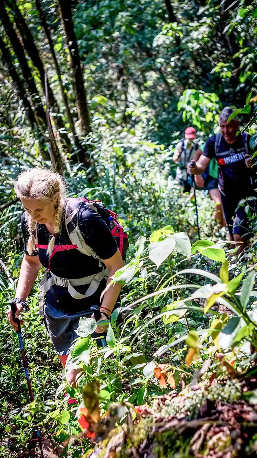 Trekking through dense Bolivian rain forest