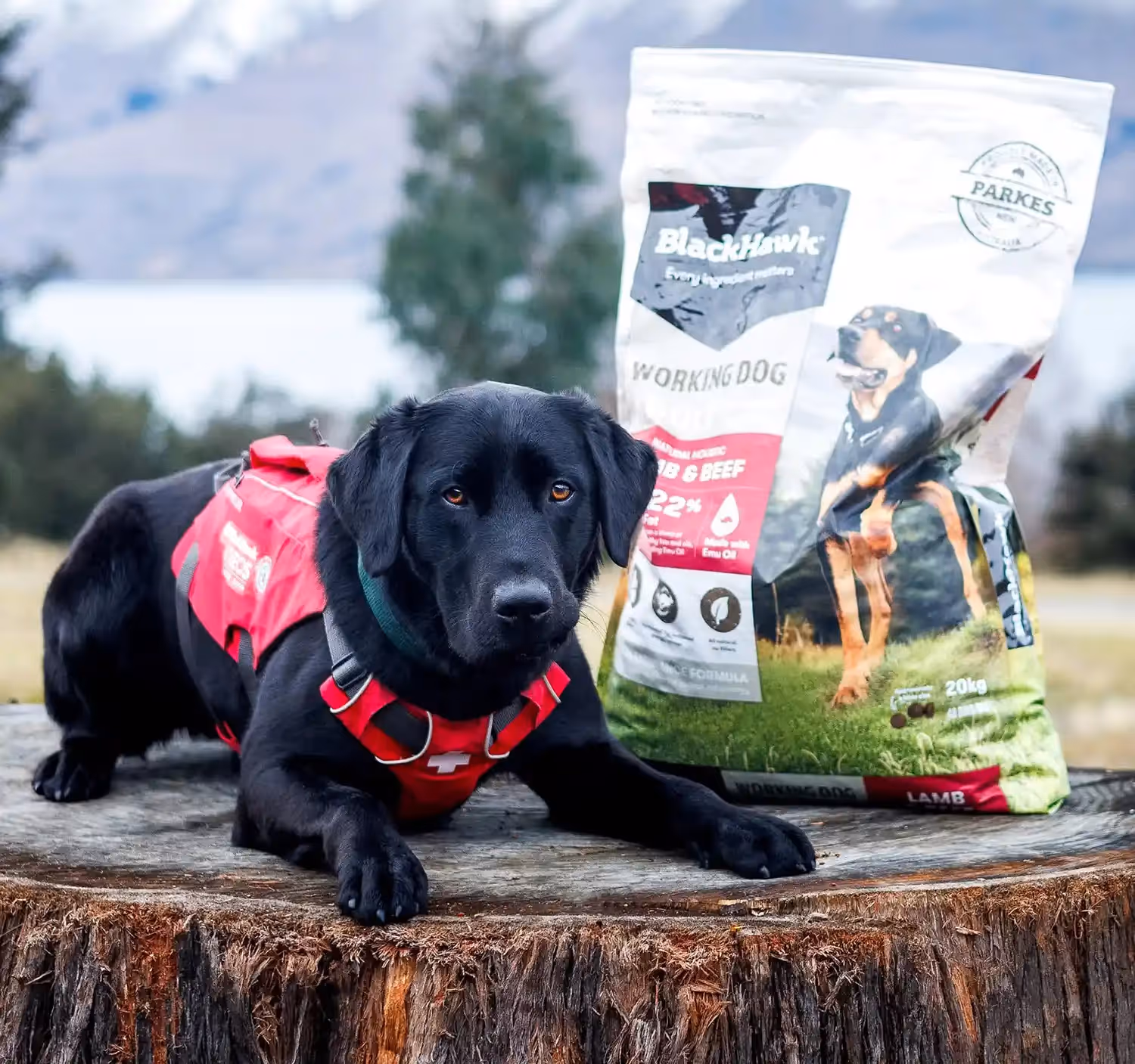 Search and Rescue Dog - Kea