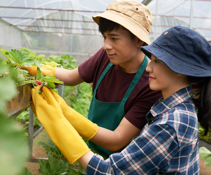 A male and a female farmer in a greenhouse, wearing gloves and hats, smile while harvesting strawberries together