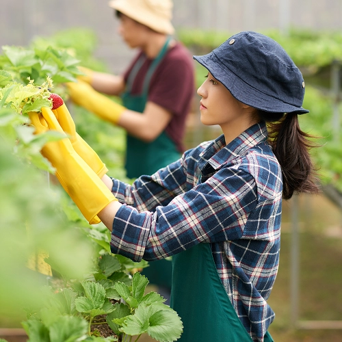 Agricultural experts monitoring crop health and conducting routine checks during the growing season