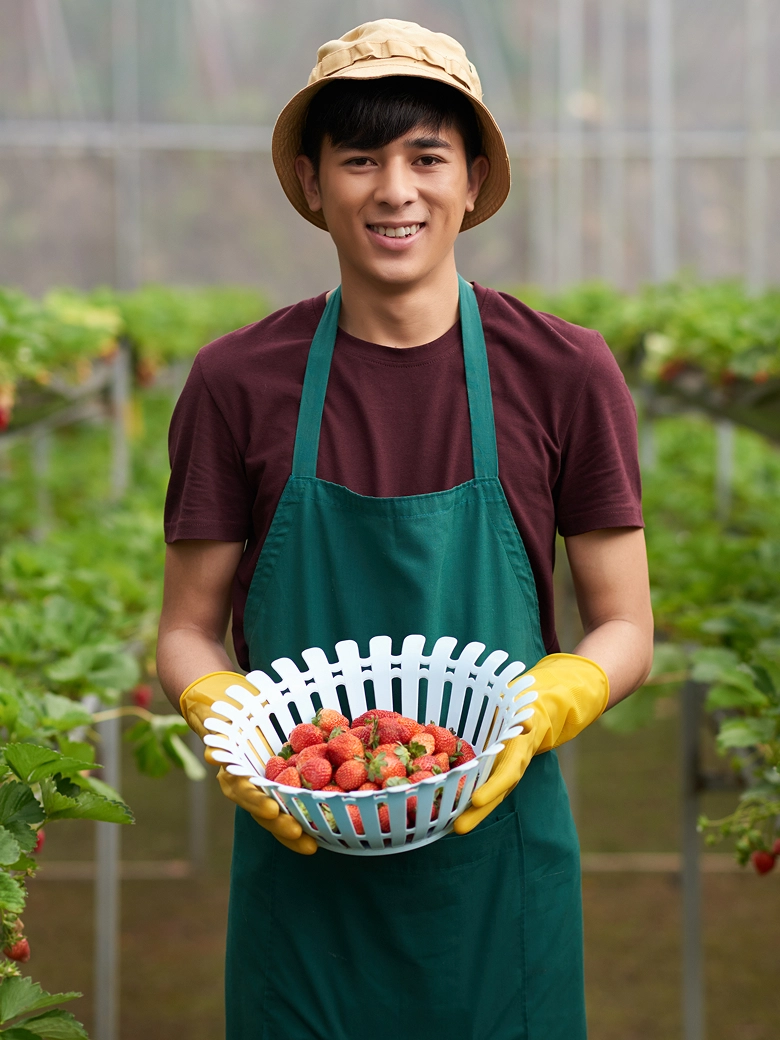 Smiling farmer holding a basket of fresh strawberries, showcasing a high-yield harvest and successful ROI.