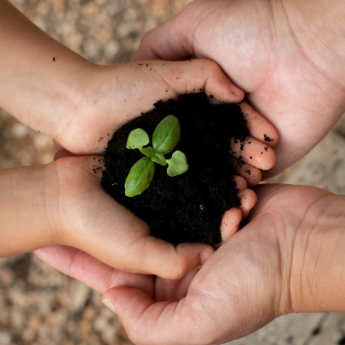 Two pairs of hands, one adult and one child, holding soil with a small green seedling growing in it.