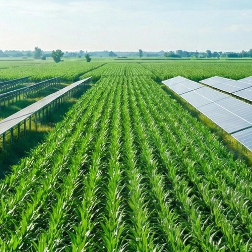 A green cornfield with solar panels installed alongside the crops under a clear sky.