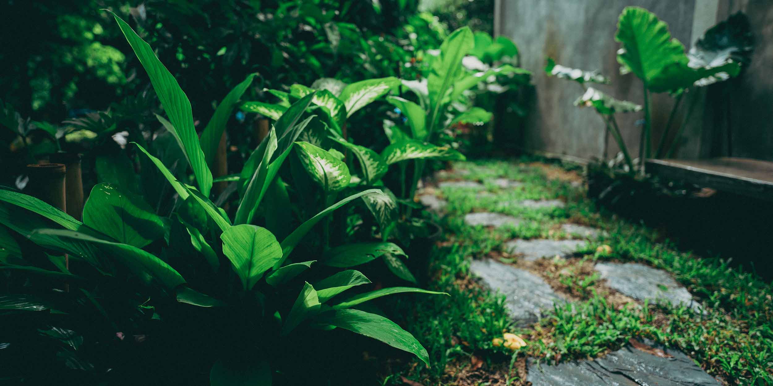 Contact Gold City Plumbing & Septic. Beautiful lush greenery in a backyard.