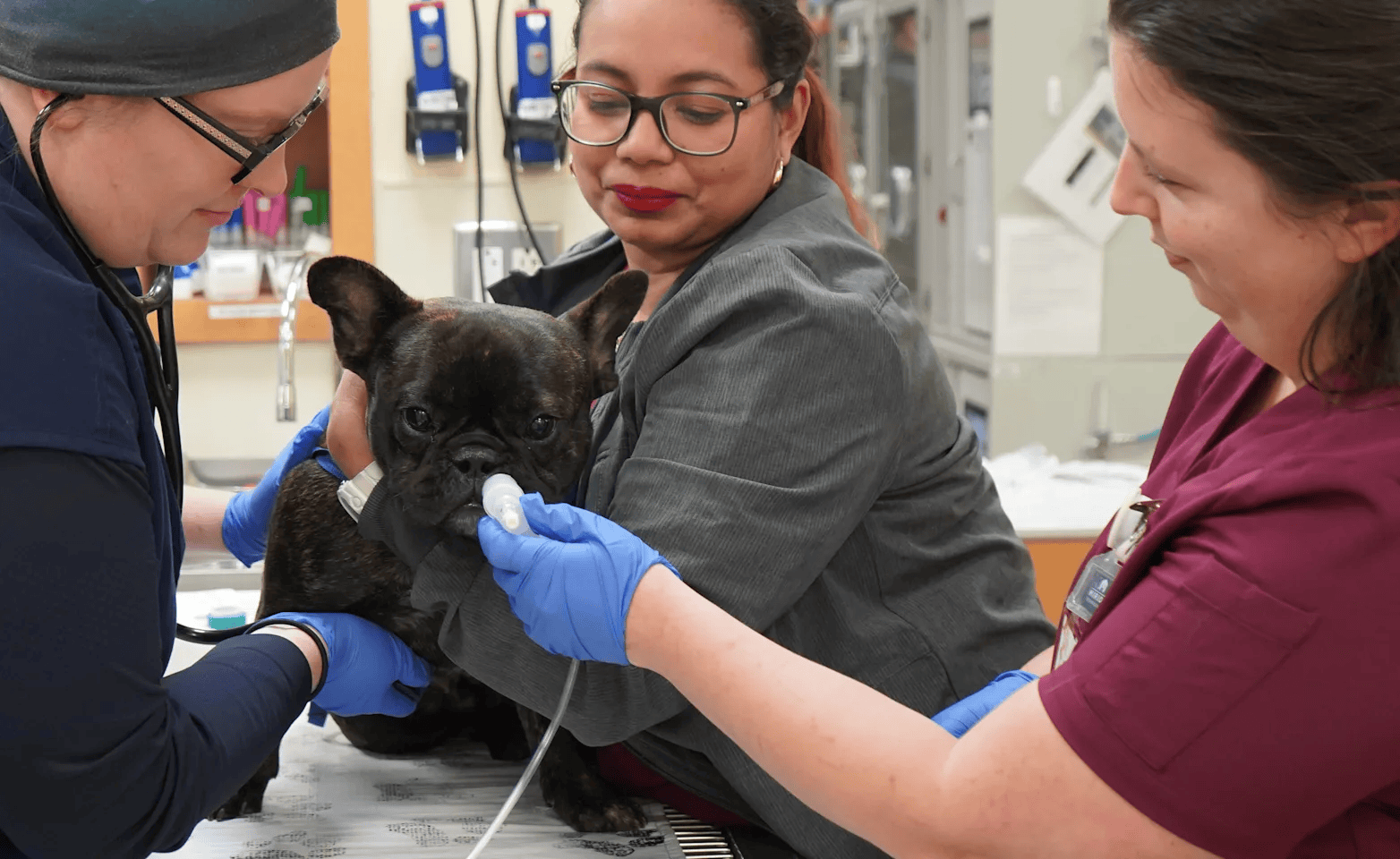 Upstate Vet Achieves 98% Adoption Across Specialty and ER Teams