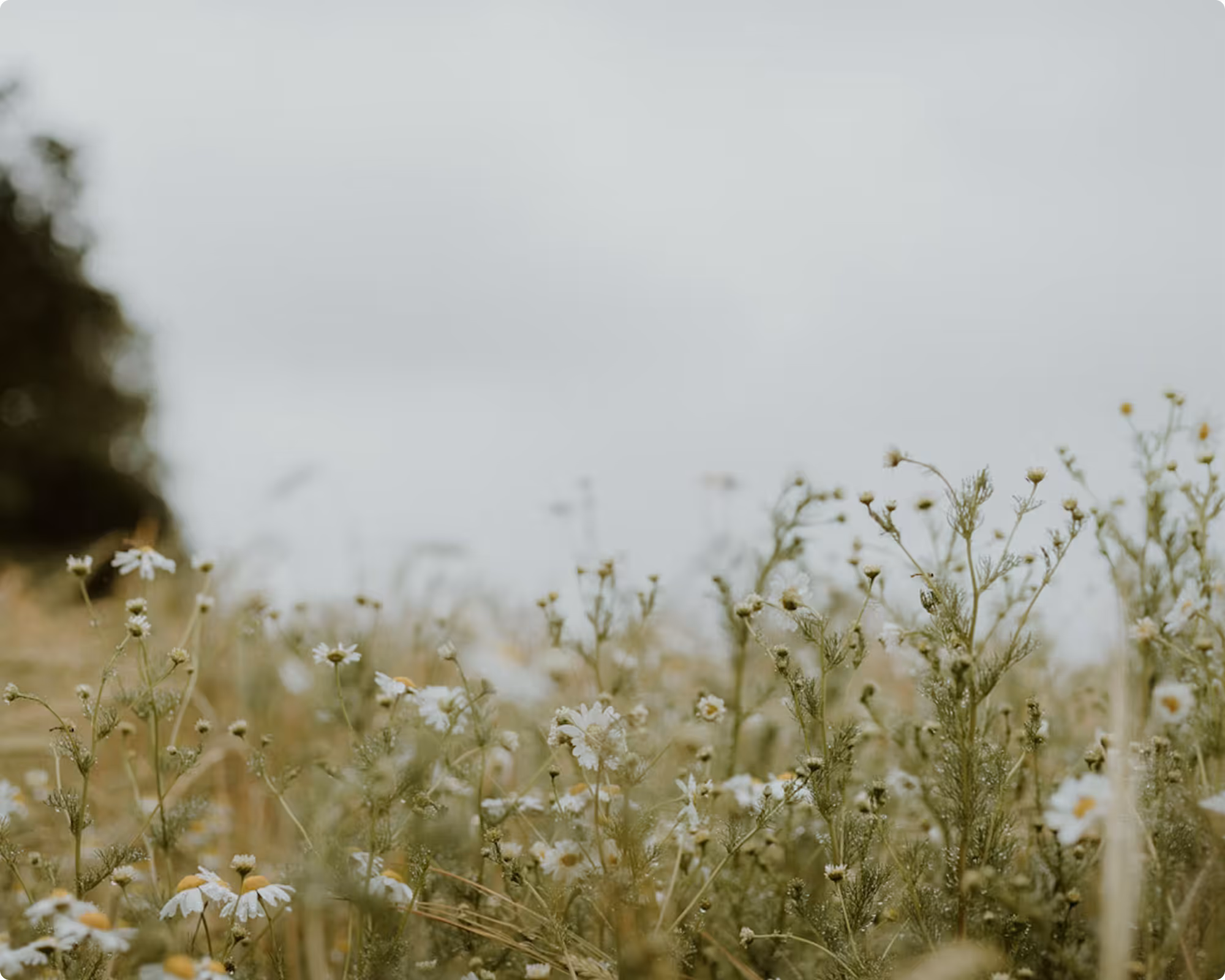 Field of wildflowers with white petals and yellow centers under a cloudy sky.