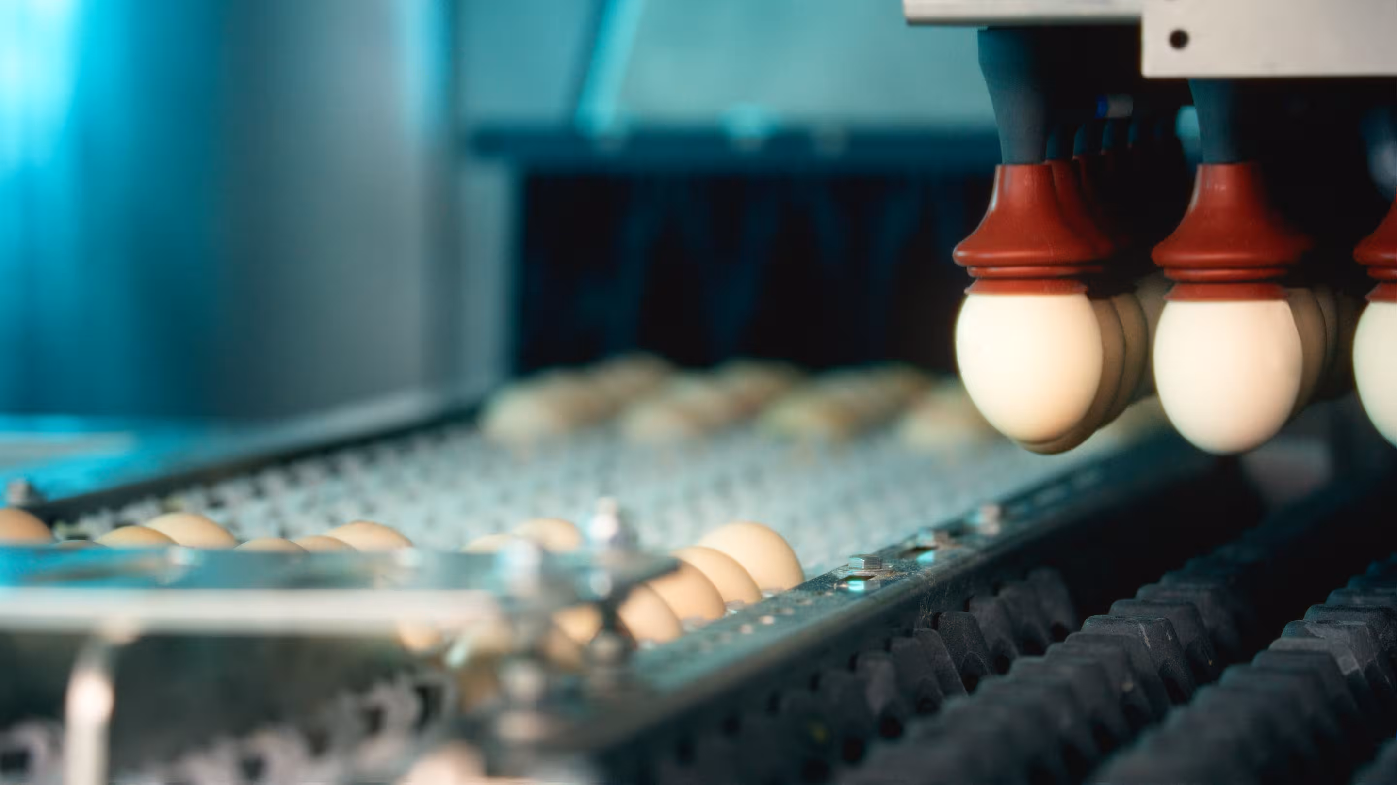 Eggs being sorted and moved on a conveyor belt in an egg processing factory.
