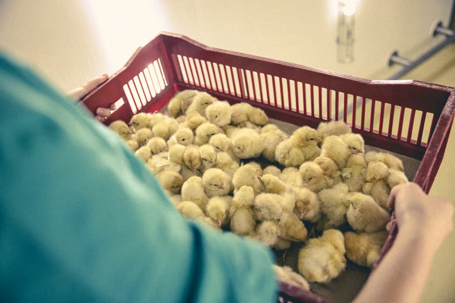 Hands holding a red crate filled with numerous yellow baby chicks.