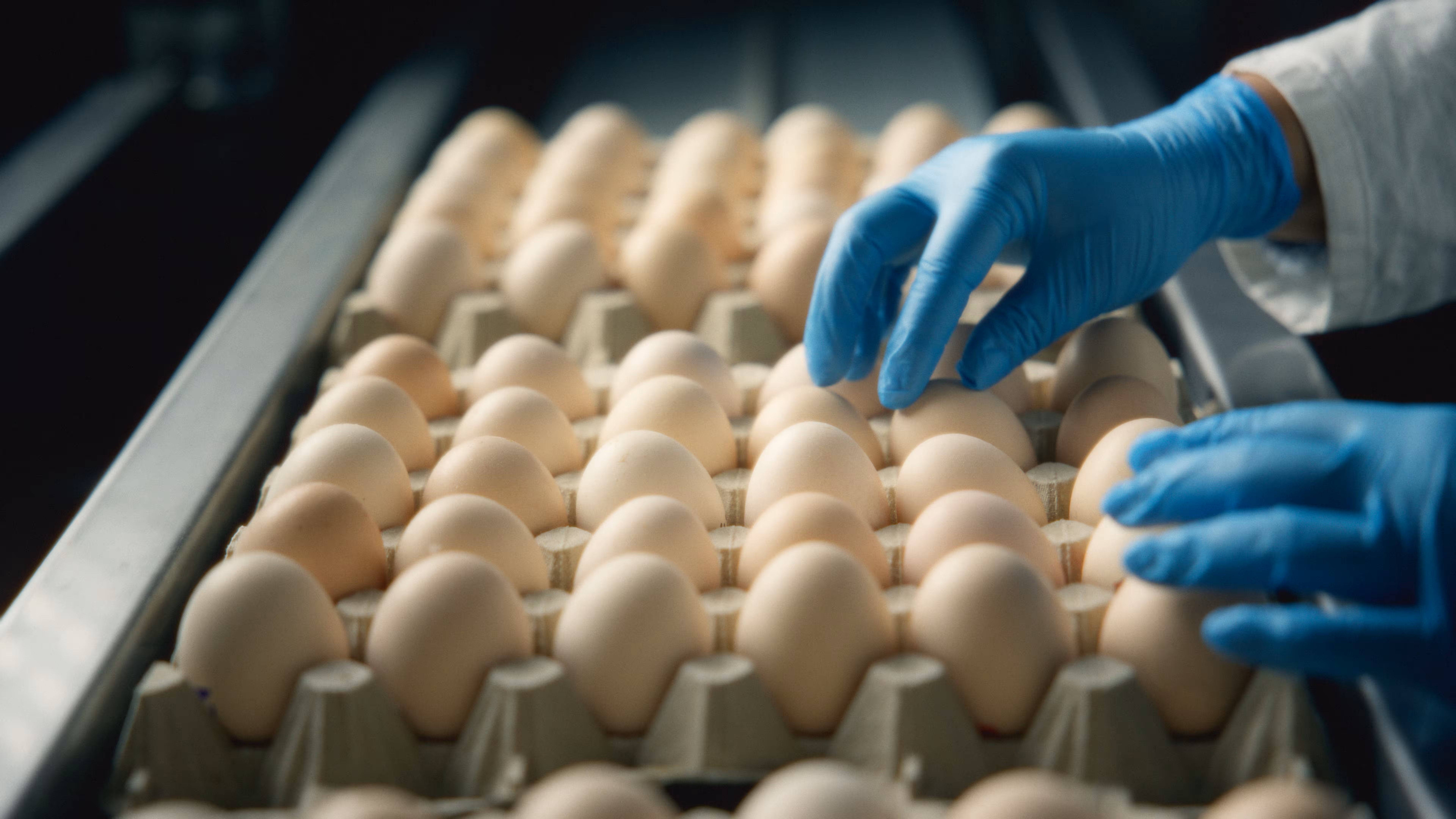 Person wearing blue gloves inspecting eggs on a conveyor belt in a packaging facility.