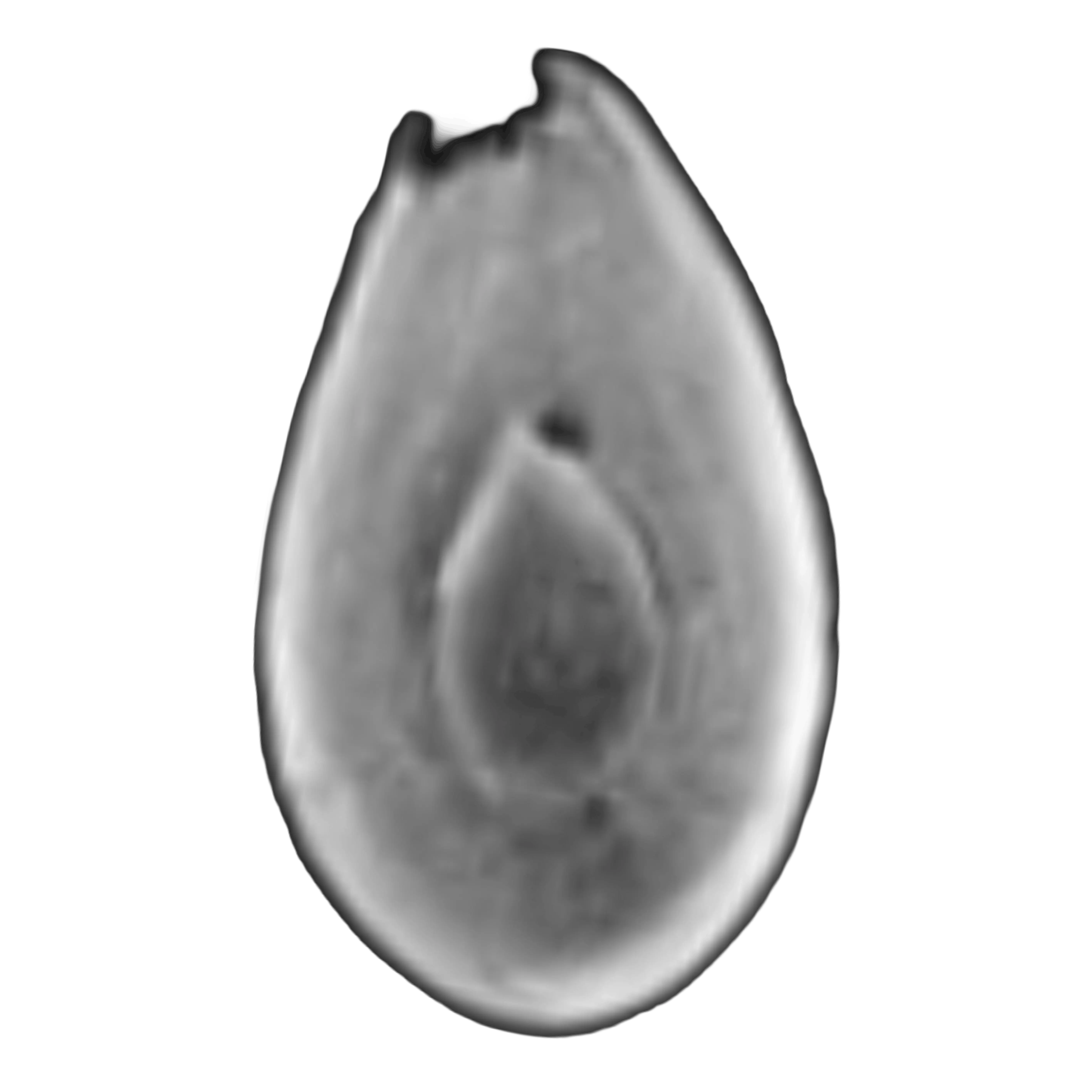 AI-powered MRI slice of an avocado showing its internal tissue structure without cutting the fruit