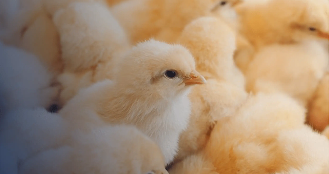 Announcement of Successful Launch of MRI-Based Technology for In-Ovo Sexing